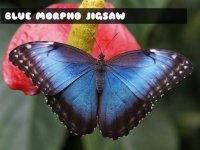 Blue Morpho Butterfly Jigsaw Puzzle Game - Puzzle Game