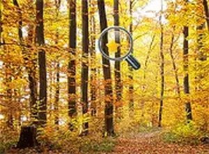 Hidden Gold Stars: Autumn Hidden Object Puzzle Game